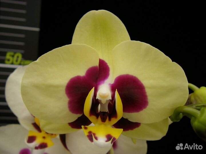 Орхидея Chuen Yuan Panda