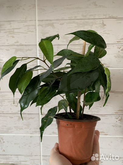 Фикус бенджамина