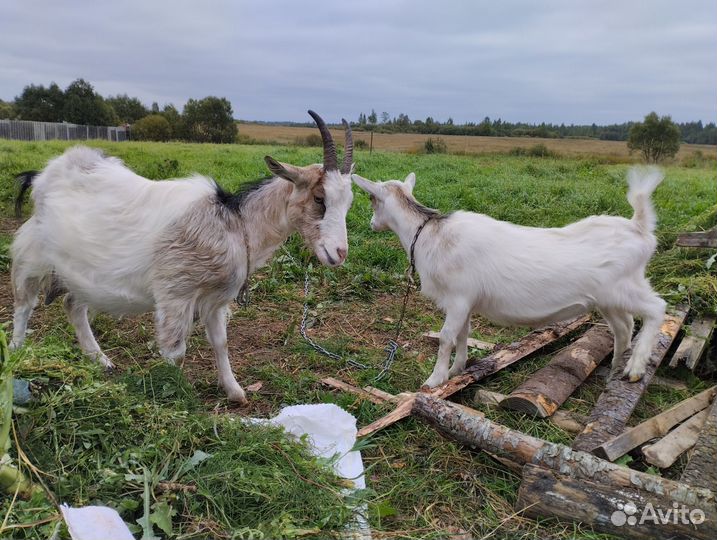 Козы дойные