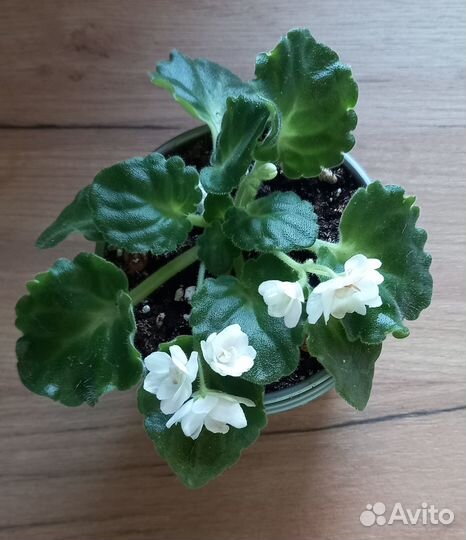 Белая мадонна фиалка