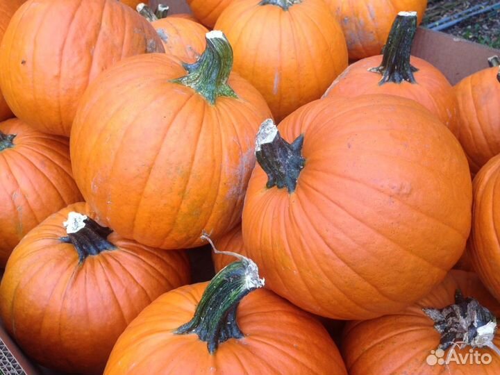 Семена цветов-Цинии,Бархотки,Ночн.красав.Цуккини