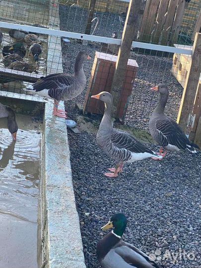 Подсадные утки,Белолобые