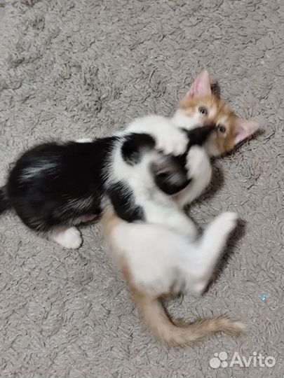 Два котика: чёрно-белый и рыжий