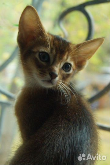 Абиссинские котята