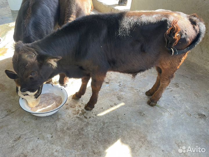 Телята бычки 5 6 месяцев