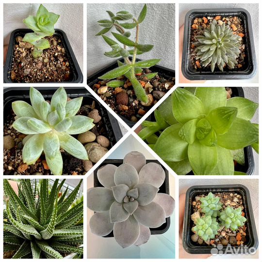 Суккуленты разных видов хавортия эхиверия седум