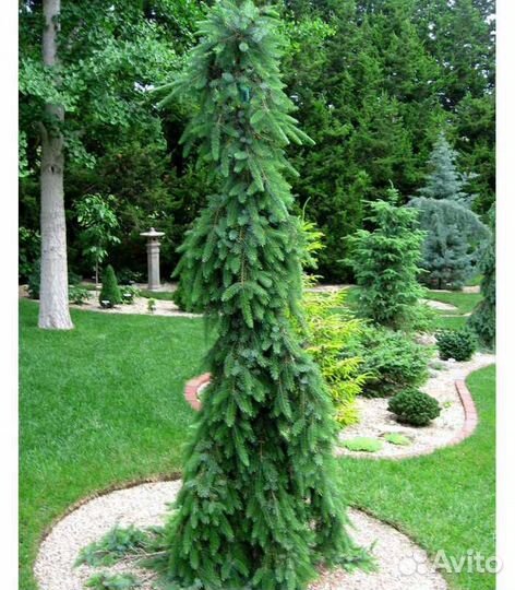 Ель плакучая информация в описании