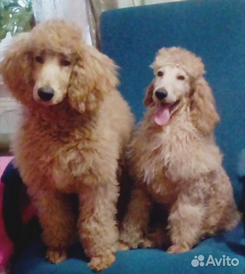 Щенки пуделя королевского