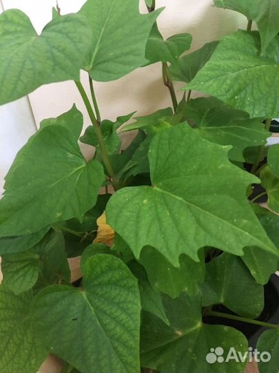 Ипомея, батат