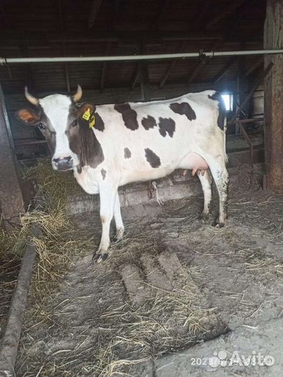 Корова дойная