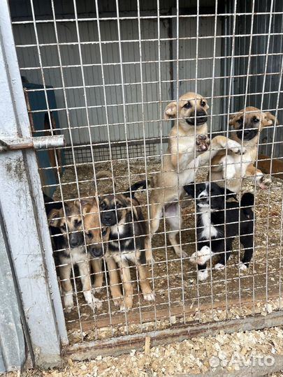 Малышей много в приюте