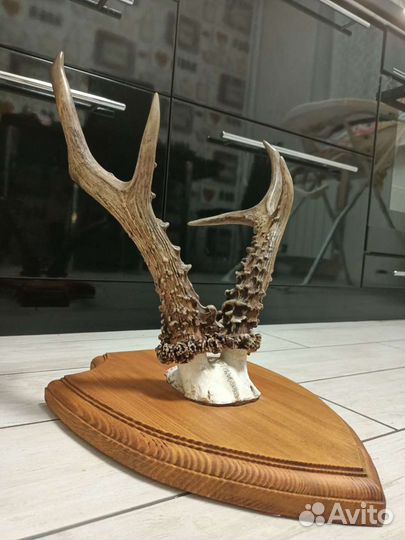 Рога косули медальон трофей