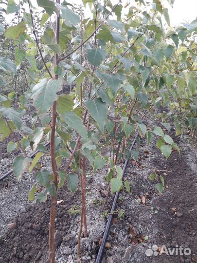 Саженцы плодовых и декоративных деревьев
