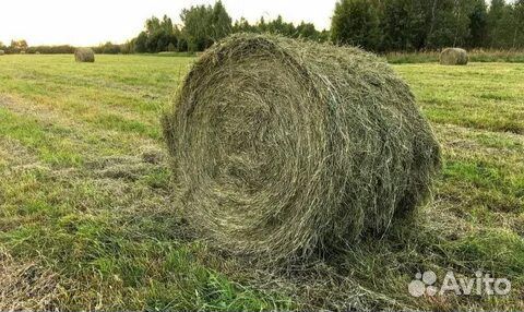 Сено в тюках