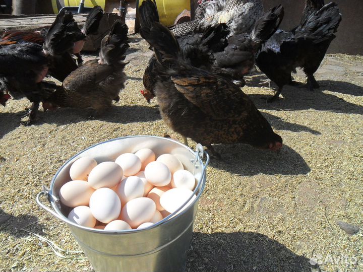 Домашние куриные яйца