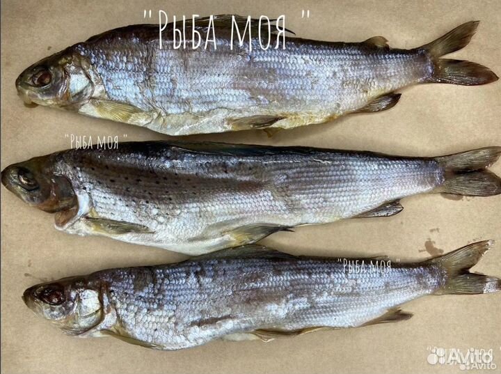 Северная рыба хариус