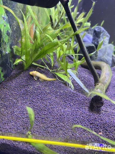 Аквариум 60л