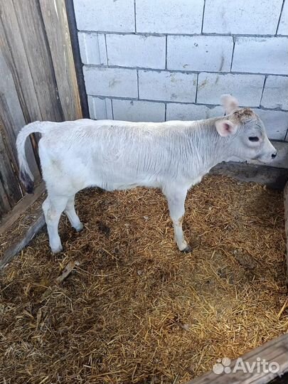 Телята бычки каждый суботу