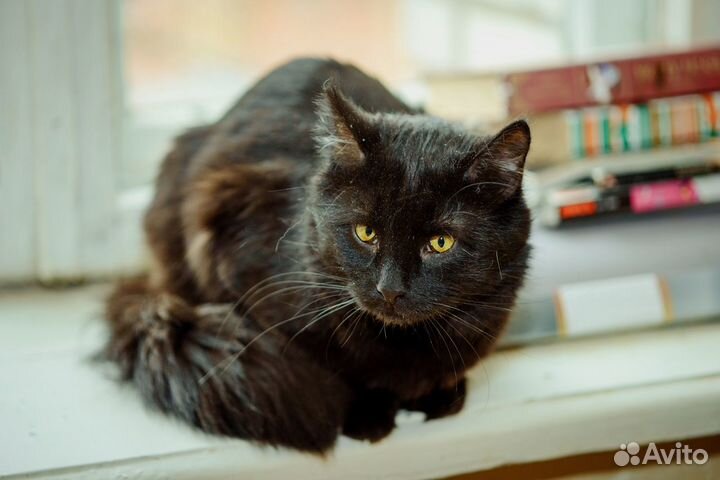 Король ночи