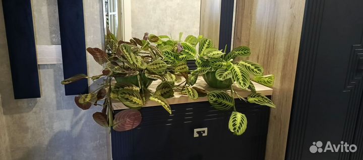 Маранта триколор, лимон лайм