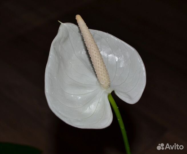 Антуриумы сортовые (мужское счастье)