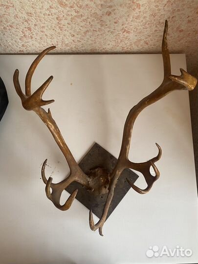 Рога оленя