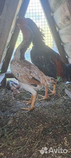 Бойцовские курицы привезено из узбекистана