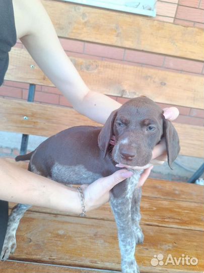 Щенки курцхаара