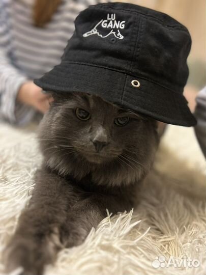 Панама lu gang оригинал M