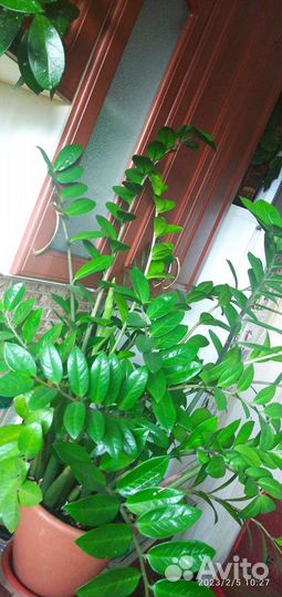 Замиокулькас