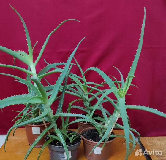 Алоэ 4 г. (1 шт.), 3 г. (2 шт.)