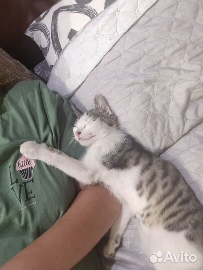 Отдам котика