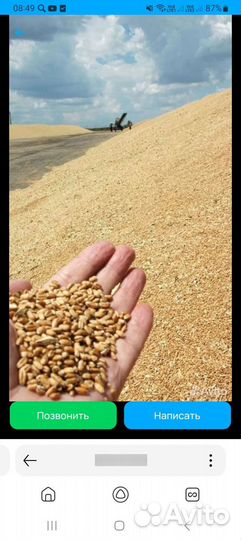 Продам пшеницу чистая