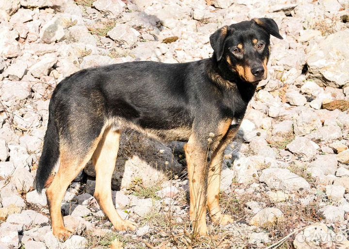 Метис овчарки