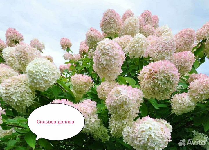 Сильвер доллар гортензия метельчатая
