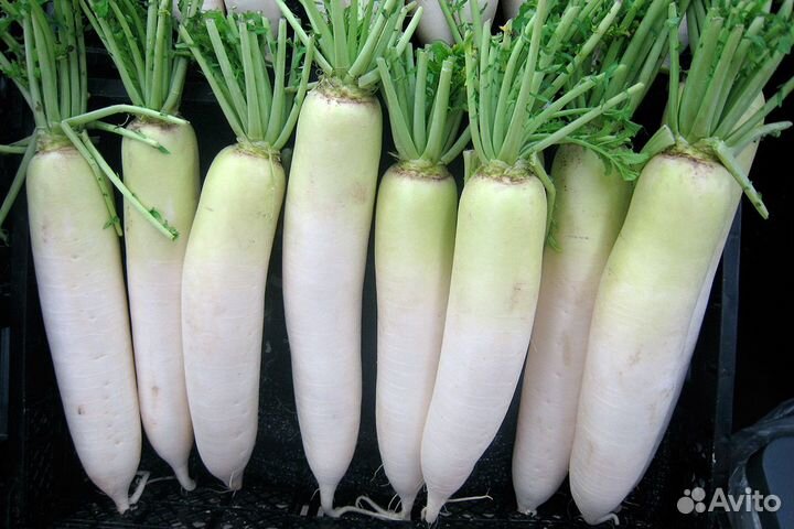 Семена редьки, дайкона