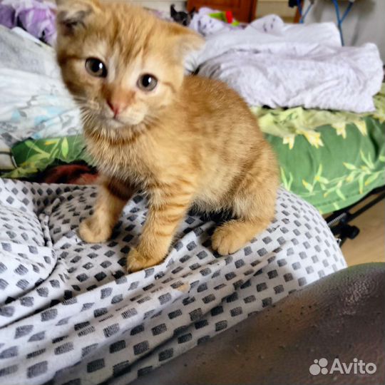 Шотландская