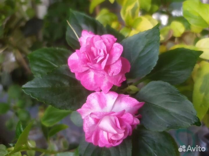 Бальзамины