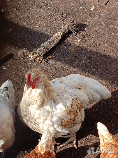 Молодые петушки