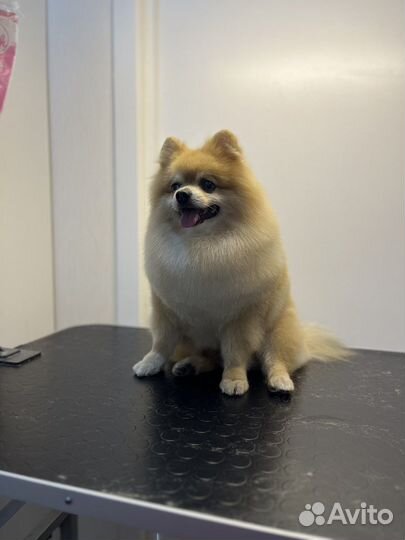 Стрижка собак, экспресс-линька, ЖК Самолет