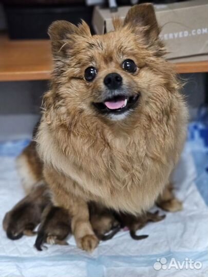 Щенок шпица