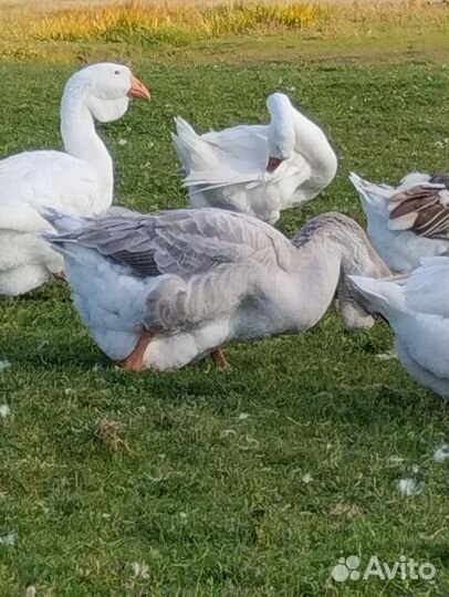 Холмогорские гуси