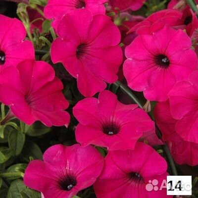 Петуния ампельная Тайдал, Опера с доставкой