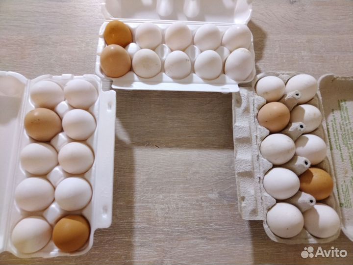 Домашние куриные яйца