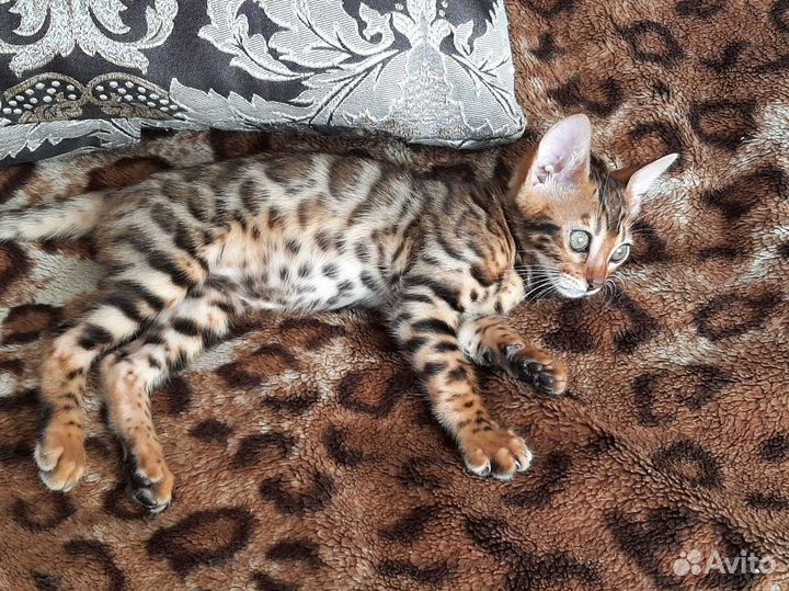 Бенгальская кошка