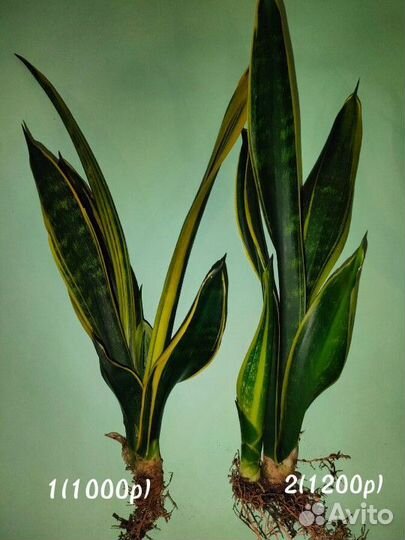 Сансевиерия сортовая