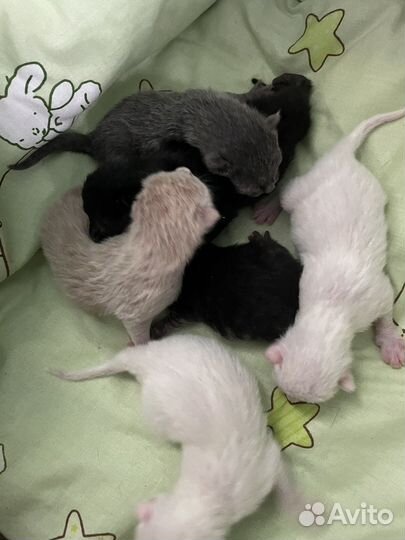 Отдам котят в добрые руки