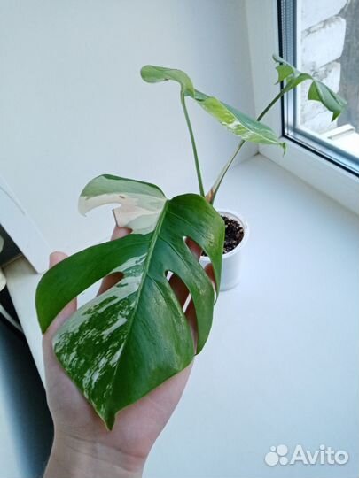 Диффенбахии, Монстера