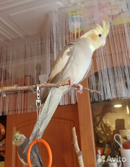 Попугай корелла птенец