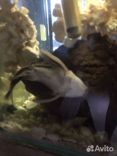 Сом платидор